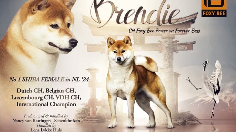 Brendie has become #1 Shiba female in NL 2024!